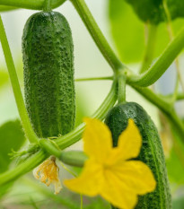 Okurka nakládačka Harriet F1 - Cucumis sativus - prodej semen - 20 ks