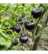 Rajče Blueberry - Solanum lycopersicum - prodej semen - 6 ks