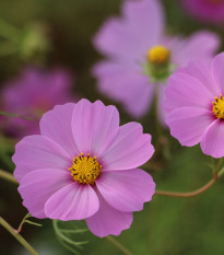 Krásenka Sonata Pink - Cosmos bipinnatus - prodej semen - 15 ks