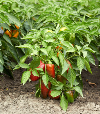 Paprika Bajka - Capsicum annuum - prodej semen - 20 ks