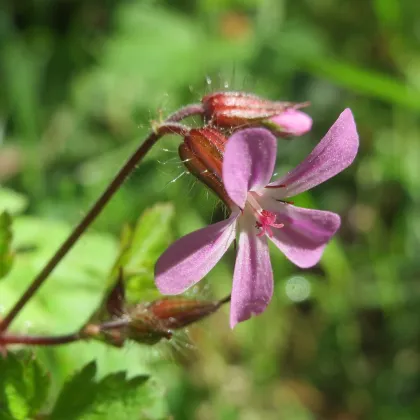 BIO Kakost smrdutý - Geranium robertianum - prodej bio semen - 10 ks