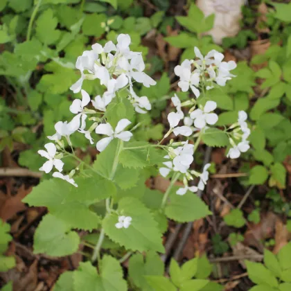 Měsíčnice roční bílá - Lunaria annua - prodej semen - 40 ks