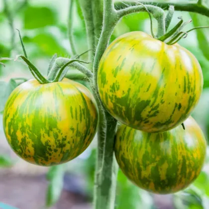 BIO Rajče Zelená zebra - Solanum lycopersicum - prodej bio semen - 6 ks