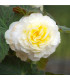 Begonie plnokvětá bílá - Begonia superba - prodej cibulovin  - 2 ks