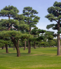 Borovice japonská černá - Pinus thunbergii - prodej semen - 5 ks