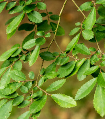 Jilm čínský - Ulmus parvifolia - prodej semen - 10 ks