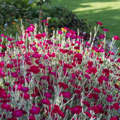 Kohoutek věncový - Lychnis coronaria - prodej semen - 50 ks