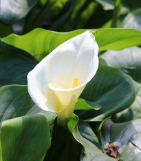 Kala Calgary - Zantedeschia - prodej cibulovin - 1 ks