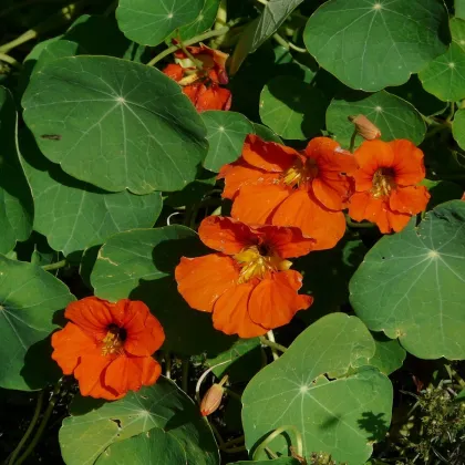 Lichořeřišnice větší Tom Pouce - Tropaeolum majus - prodej semen - 15 ks