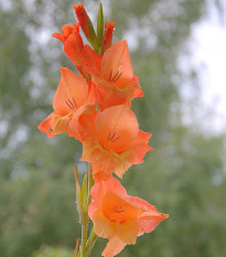 Gladiol Ovatie - Gladiolus - prodej cibulovin - 3 ks