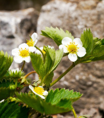 Jahodník Pineberry - Fragaria ananassa - prodej prostokořenných sazenic - 2 ks