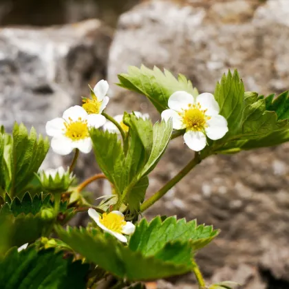 Jahodník Pineberry - Fragaria ananassa - prodej prostokořenných sazenic - 2 ks