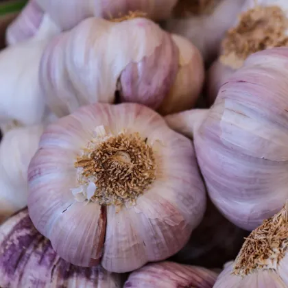 Sadbový česnek Sultop - Allium sativum - paličák - prodej cibulí česneku - 1 balení