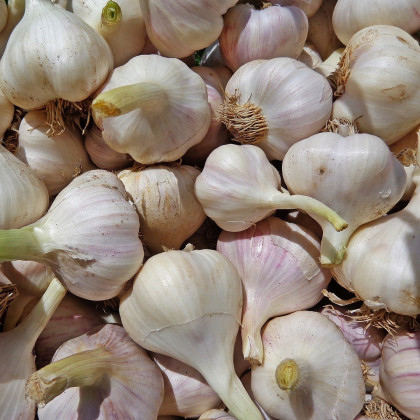Sadbový česnek Arno - Allium sativum - nepaličák - prodej cibulí česneku - 1 balení