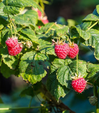 Maliník - Rubus idaeus - prodej prostokořenných sazenic - 2 ks