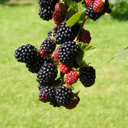 Ostružiník beztrnný černý - Rubus - prodej prostokořenných sazenic - 1 ks