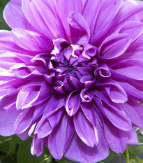 Jiřinka Lilac Time - Dahlia - prodej cibulovin - 1 ks