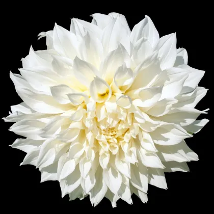 Jiřinka White Perfection - Dahlia - prodej cibulí jiřinek - 1 ks