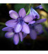 Babiana Kew Hybrids - Babiana stricta - prodej prostokořenných sazenic - 3 ks