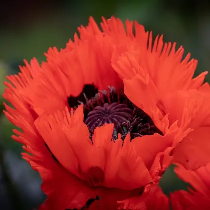 Mák východní Turkenlouis - Papaver orientale - prodej prostokořenných sazenic - 1 ks