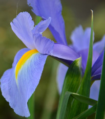 Kosatec holandský Sapphire Beauty - Iris hollandica - prodej cibulovin - 3 ks