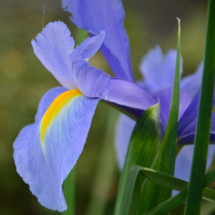 Kosatec holandský Sapphire Beauty - Iris hollandica - prodej cibulovin - 3 ks