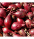 Cibule sazečka Romy - Allium cepa - prodej cibulek - 100 g