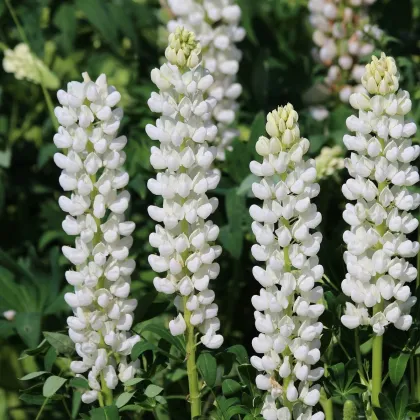 Lupina bílá - Lupinus polyphyllus - prodej prostokořenných sazenic - 1 ks