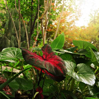 Kaládium Red Fresh - Caladium bicolor - prodej cibulovin - 1 ks