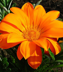 Gazánie Kiss Orange F1 - Gazania rigens - prodej semen - 12 ks