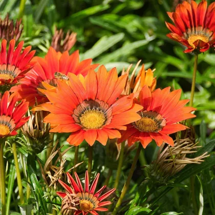 Gazánie Frosty Kiss Red F1 - Gazania rigens - prodej semen - 12 ks