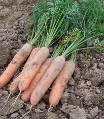 Mrkev raná Stupická - Daucus carota - prodej semen - 800 ks