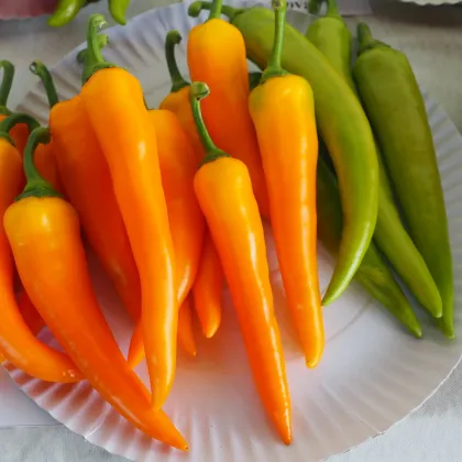 Paprika kozí/beraní roh Harvey - Capsicum annuum - prodej semen - 40 ks