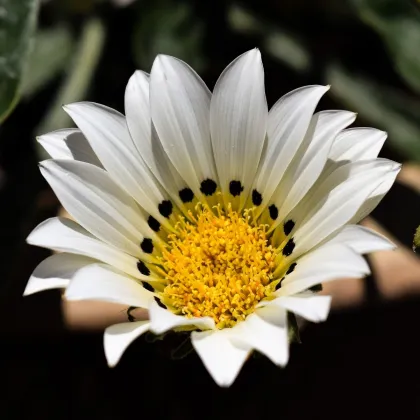 Gazánie Kiss White F1 - Gazania rigens - prodej semen - 12 ks