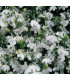 Lobelka drobná Bílý palác - Lobelia erinus - prodej semen - 0,1 g