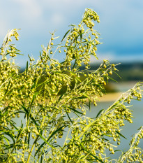 BIO Pelyněk pravý - Artemisia Absinthium - prodej bio semen - 0,02 g