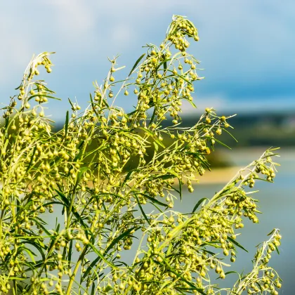 BIO Pelyněk pravý - Artemisia Absinthium - prodej bio semen - 0,02 g