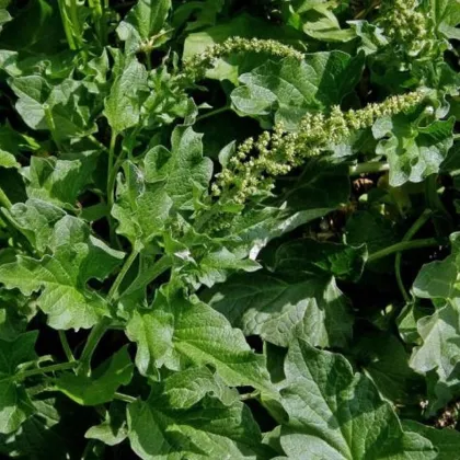 BIO Merlík všedobr - Chenopodium henricus - prodej bio semen - 150 ks