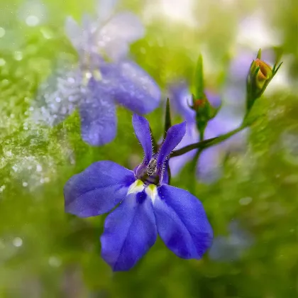 Lobelka drobná Riviera Marine Blue - Lobelia erinus - prodej semen - 0,1 g