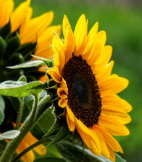 Slunečnice Mezzulah - Helianthus annuus - prodej semen - 8 ks