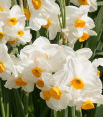 Narcis Geranium - Narcissus - prodej cibulovin - 3 ks