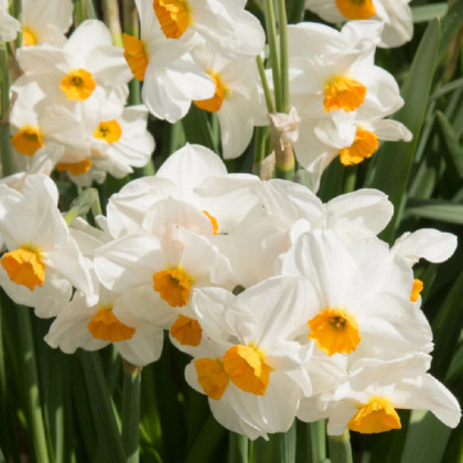 Narcis Geranium - Narcissus - prodej cibulovin - 3 ks
