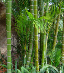 Král bambusů - Phyllostachys edulis - prodej semen - 3 ks