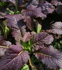 Hořčice červená Red Frills - Brassica juncea - prodej semen - 300 ks