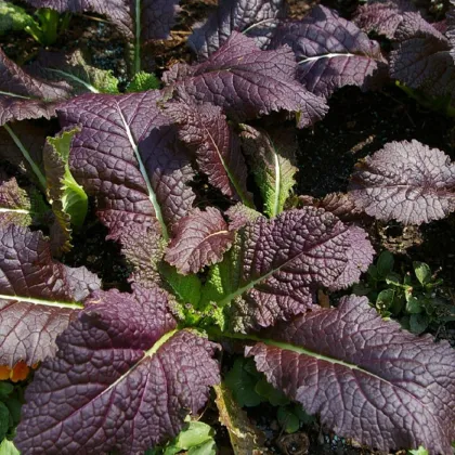 Hořčice červená Red Frills - Brassica juncea - prodej semen - 300 ks