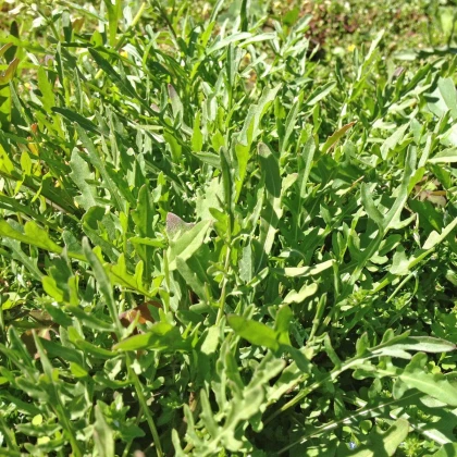 Roketa Sorrento - Diplotaxis tenuiflora - prodej semen - 0,5 g