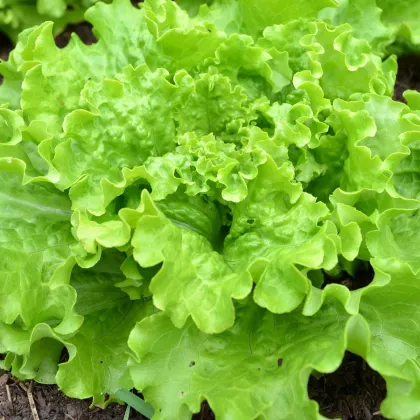 Salát Batavia - Lactuca sativa - prodej semen - 800 ks