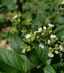 Stévie sladká - Stevia rebaudiana - prodej semen - 15 ks