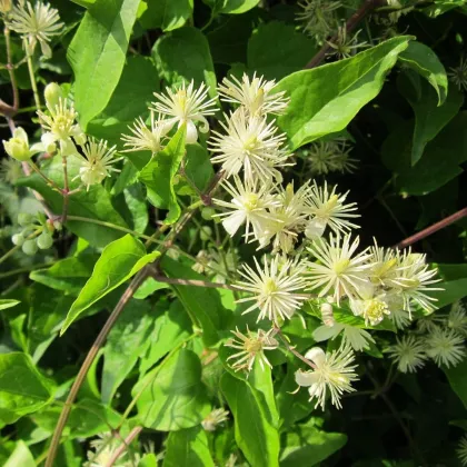 Plamének plotní - Clematis vitalba - prodej semen - 12 ks