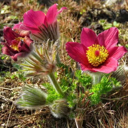 Koniklec obecný Rote Glocke - Pulsatilla vulgaris - prodej semen - 10 ks